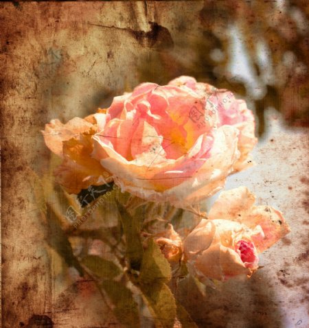 粉红玫瑰花背景图片
