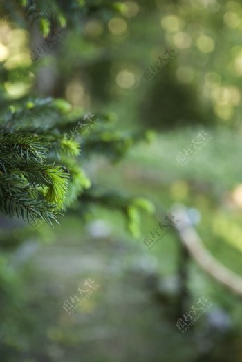 绿色植物风景