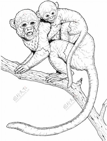 Primates灵长类猩猩猿猴狒狒动物素描