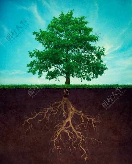 树木和树根