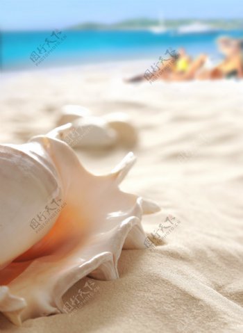 沙滩上的海螺图片素材