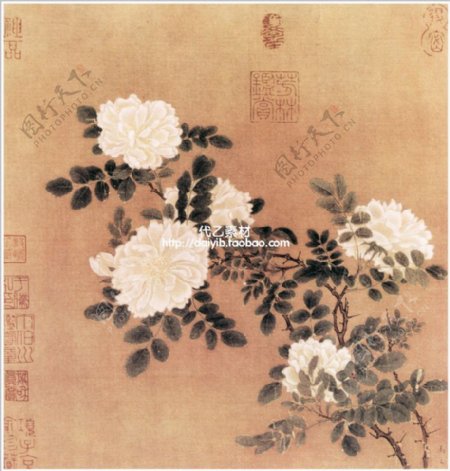 白色牡丹中国画图片