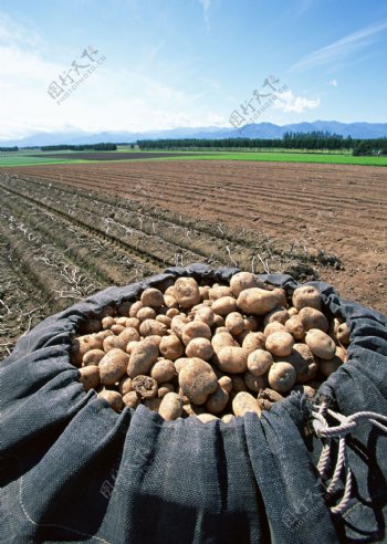 菜地里的土豆