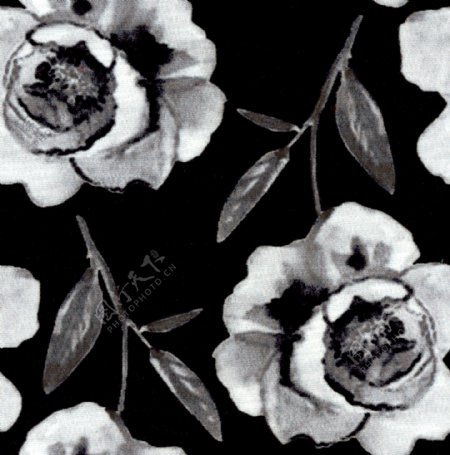 黑白花朵22图片