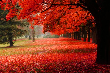 秋天枫树风景图片