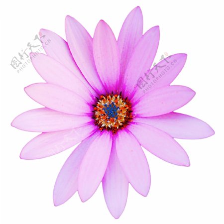 紫雏菊
