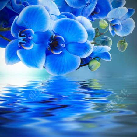 蓝色花朵与倒影图片