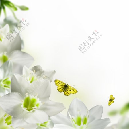 花朵与蝴蝶图片