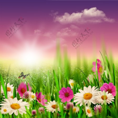 春天鲜花草地背景图片