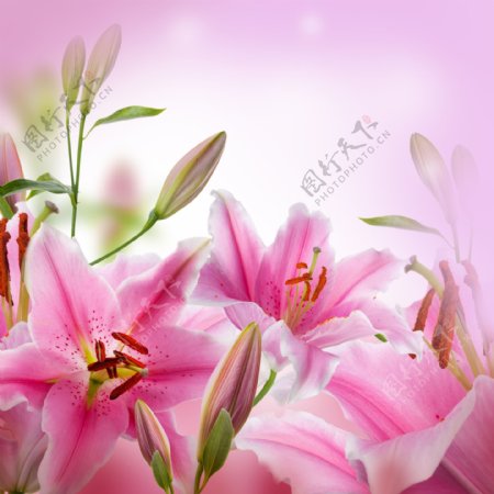 粉色百合花高清图片