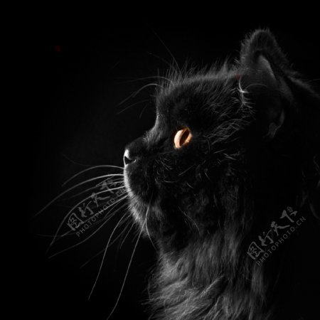 黑色小猫