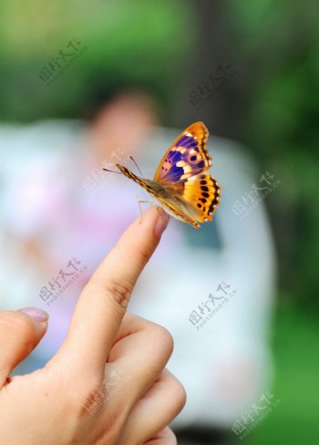 指上蝶图片