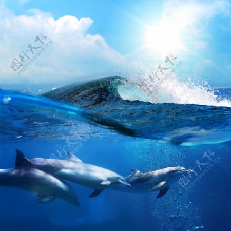 蓝色海水中的海豚图片
