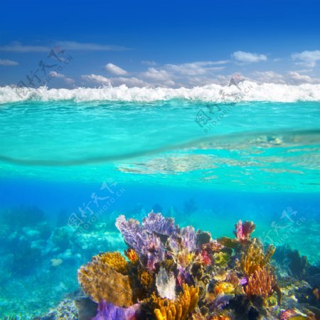 海底五颜六色的珊瑚图片