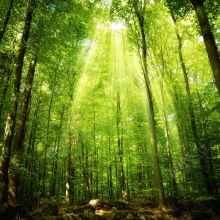 绿色树林风景图片