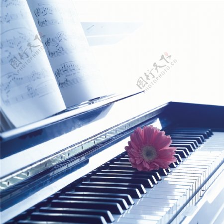 钢琴上的花朵特写图片