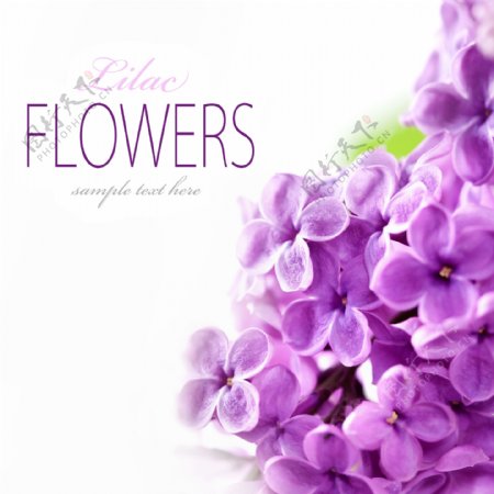 紫色鲜花主题