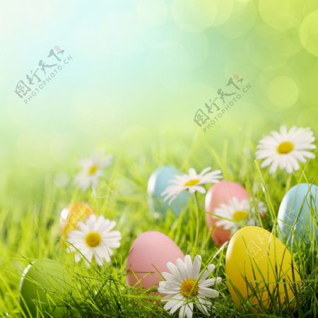 草地上的鲜花与彩蛋