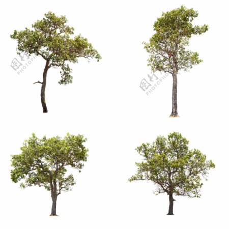 四棵树