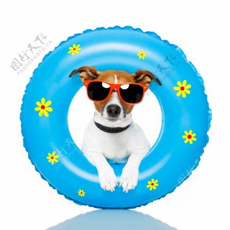 游泳圈中戴太阳镜的狗