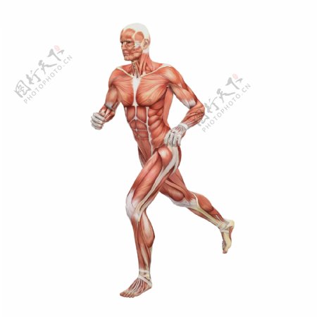 跑步的男性人体肌肉组织图片
