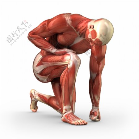 男性肌肉组织图片