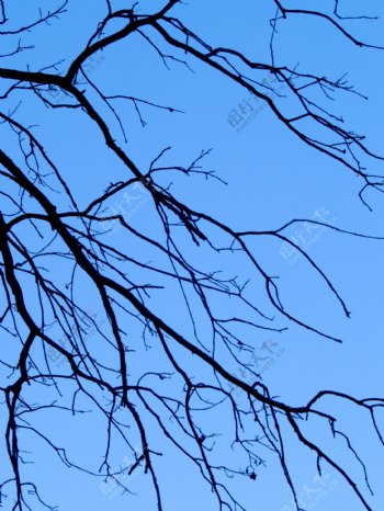 在交织的树枝与蓝天白云的管腔形成框架