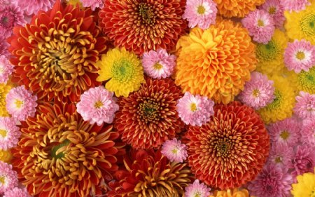 美丽的五彩菊花图片