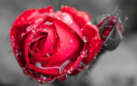 红色冰玫瑰花图片