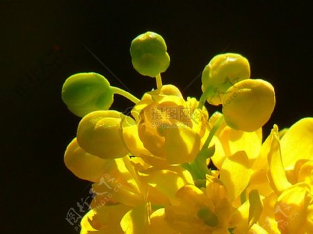 美丽的黄色花朵