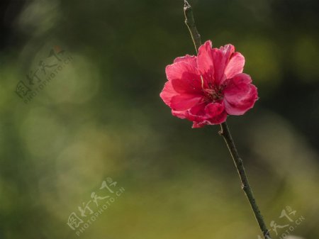 艳丽的桃花