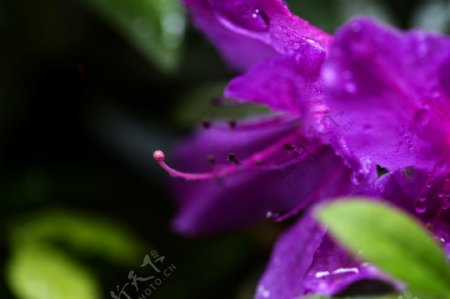 雨后杜鹃花