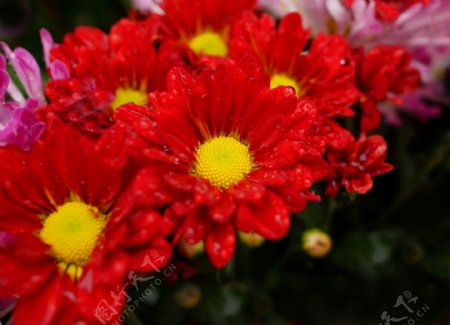 各种颜色的菊花