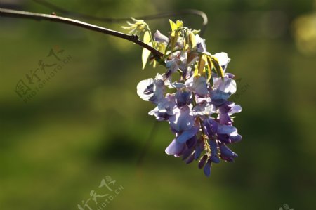 秀丽的紫藤花