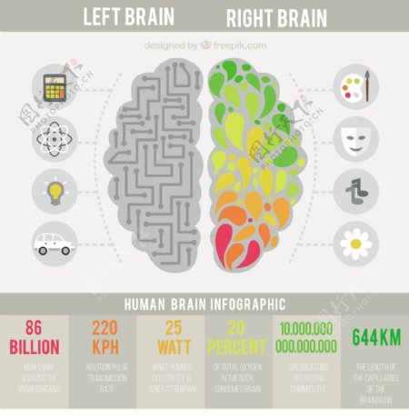在平面设计的人类大脑的信息图表