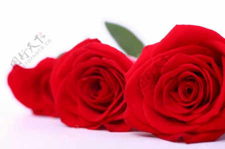 三朵大红的玫瑰花