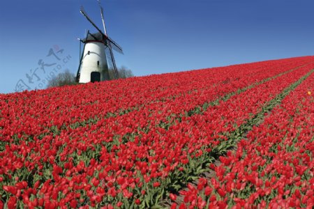 荷兰风车与郁金香