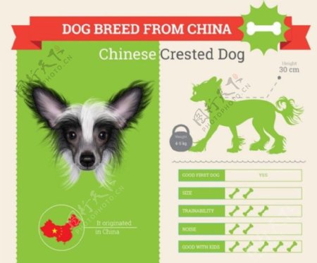 中国凤头犬图片