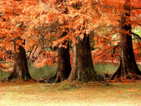 美丽的枫树林图片