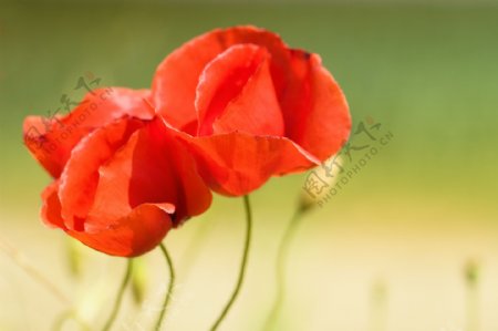 唯美红色罂粟花图片