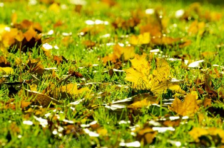 秋天的草地落叶图片