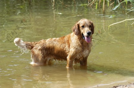 水中的宠物狗