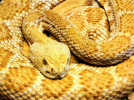 黄金大蟒蛇