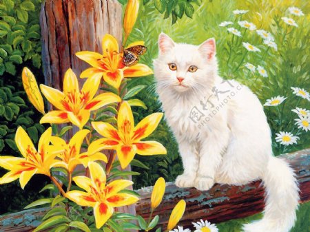 猫咪宠物手绘画35猫