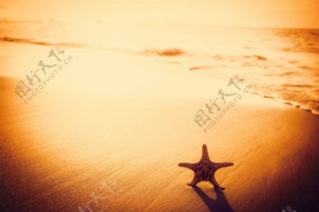 沙滩上插着海星图片