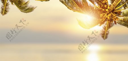 太阳椰子树风景图片