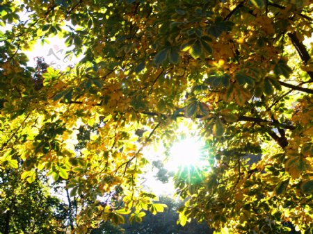 透时树林的秋天风景图片