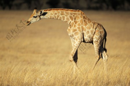 草原上的长颈鹿摄影