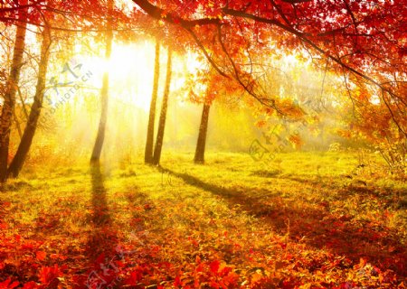秋天阳光树林风景
