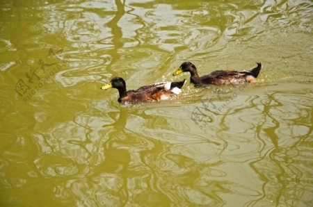 水中的两只野鸭图片